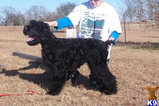 Black Russian Terrier Puppies